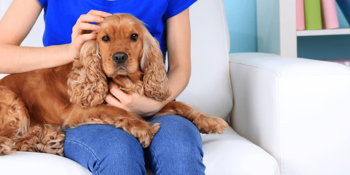 22 wissenswerte Fakten über Cocker Spaniels ADAPTIL